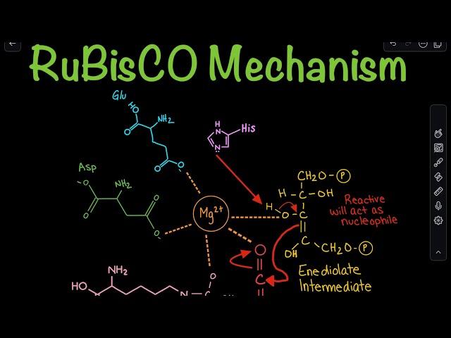 RuBisCO Carboxylation Mechanism in the Calvin Cycle | Biochemistry