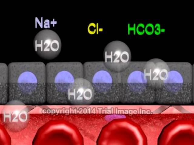 Cerebrospinal fluid - function, production and circulation - animation by Dr. Cal Shipley, M.D.