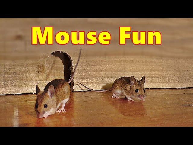 Entertainment for Cats ~ Mouse Fun ⭐ 8 Hour Videos for Cats and Cat TV ⭐