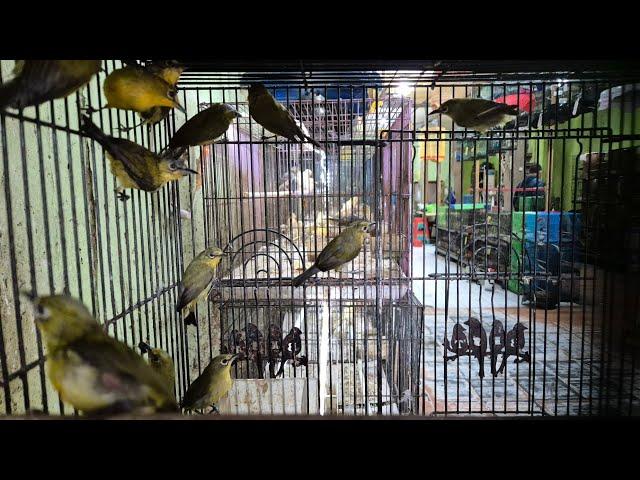 Update Stock Toko Burung Mbak Dwi Sidoarjo Senin 9 Desember Juga Trima Setor Burung 089628101130