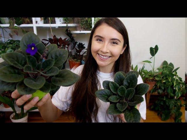 African Violet Complete Care Guide + Propagation Attempt