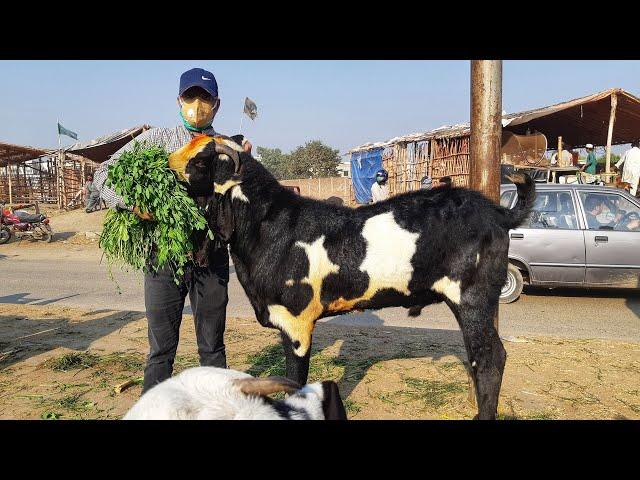 BEST BREEDER GIANTS COMPILATION Lahore Bakra Mandi Shahpur Kanjra in Pakistan