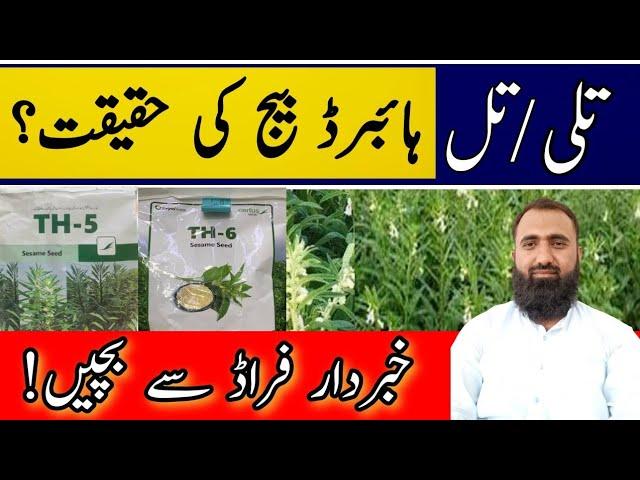 What is the reality of hybrid sesame seed in Pakistan || Bilal Kanju Official