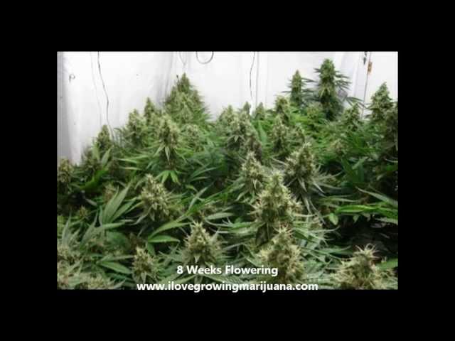 Scrogging Marijuana Plants in 5 Steps