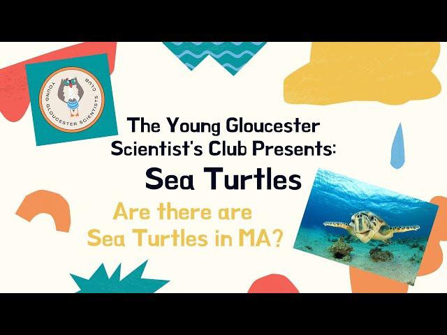 The YGSC Presents: Kate Sampson - All About Sea Turtles