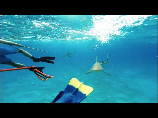 Attacked by Reef Sharks in Bahamas