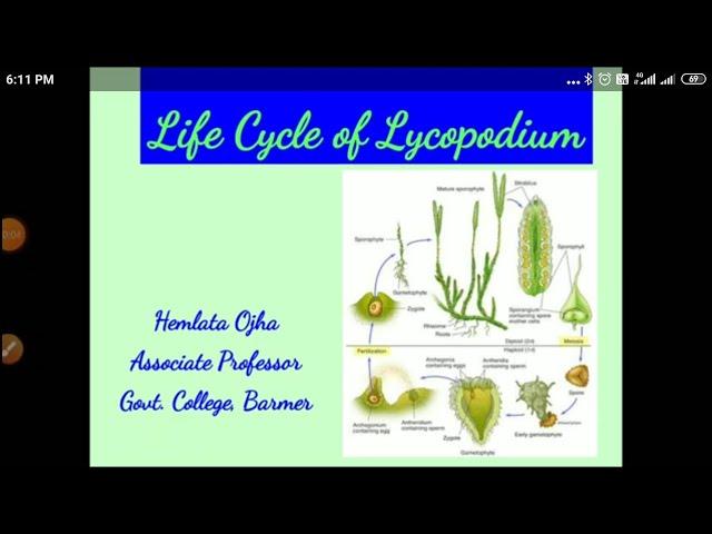 Life cycle of Lycopodium