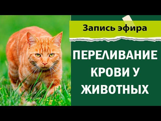 Переливание крови у животных