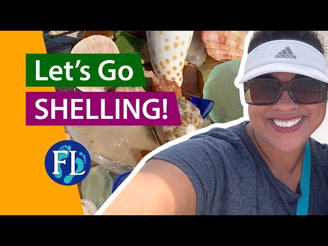  Welcome to Florida Beach Walks! #shelling #florida #shells Virtual Shelling!