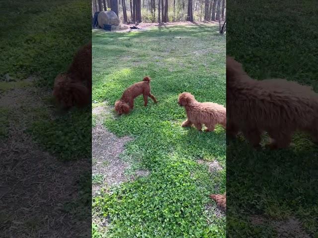 Ashley, Stretch, Lottie and Leo #poodle #cutepuppy