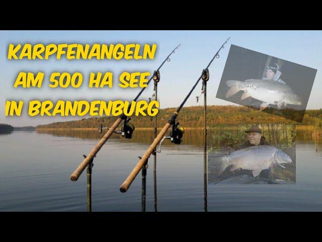 Karpfenangeln am 500 ha See in Brandenburg