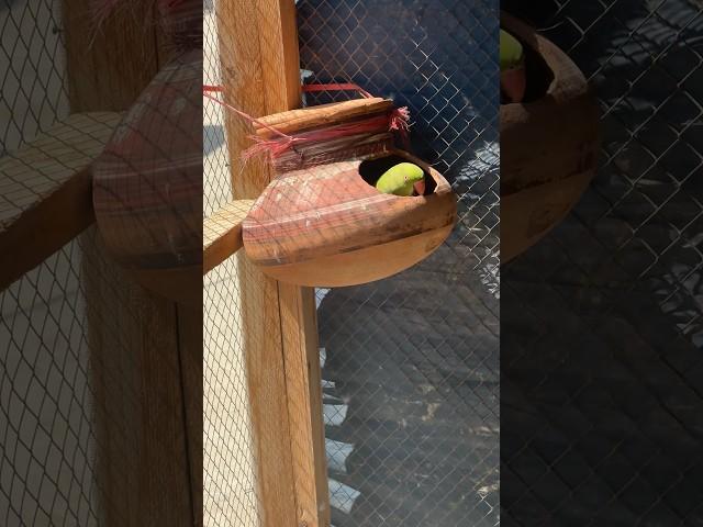 Beautiful green parrot