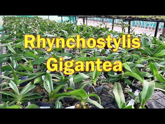 Rhynchostylis Gigantea Orchids growth and care tips | pots and petals