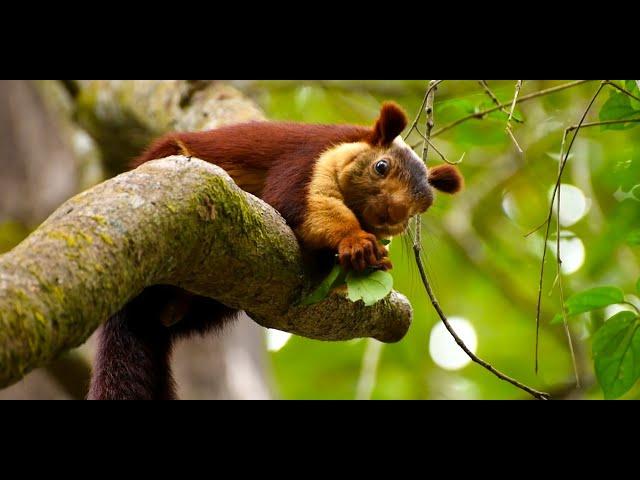 The Malabar Giant Squirrel!