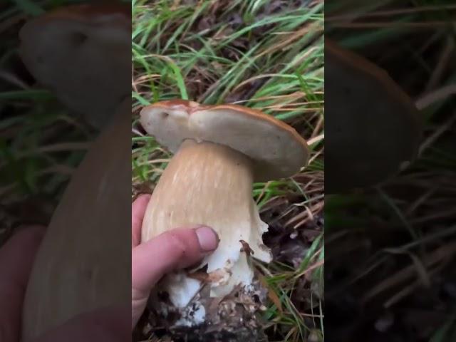 Porcini boletus edulis