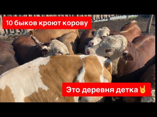 10 БЫКОВ КРОЮТ КОРОВУ ЗАКАЗАЛ ЕЩЁ РОЗЫНАЧАЛАСЬ СЛУЧКА У КОЗ, ЗИМА БУДЕТ С МОЛОКОМ