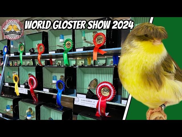 World Gloster Canary Show - IGBA 2024