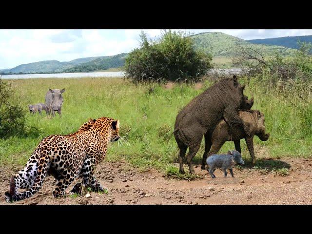 The Harsh Life Of Wild Animals! Will The Wild Boar Warrior Survive Leopard's Pursuit?