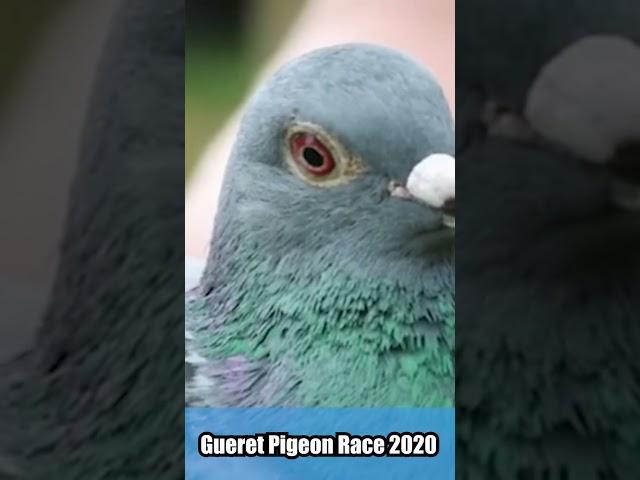 Gueret Pigeon Race 2020 #shorts #pigeonracing #飛翔 #賽鴿