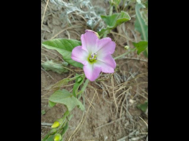 Wild and steppe flowers.  Beauty from God.Please subscribe #usa #america #amerika #channel