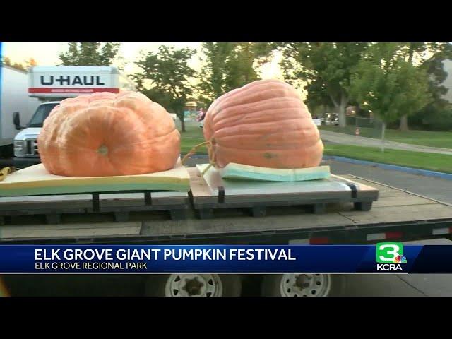 A look at the 2024 Elk Grove Giant Pumpkin Festival