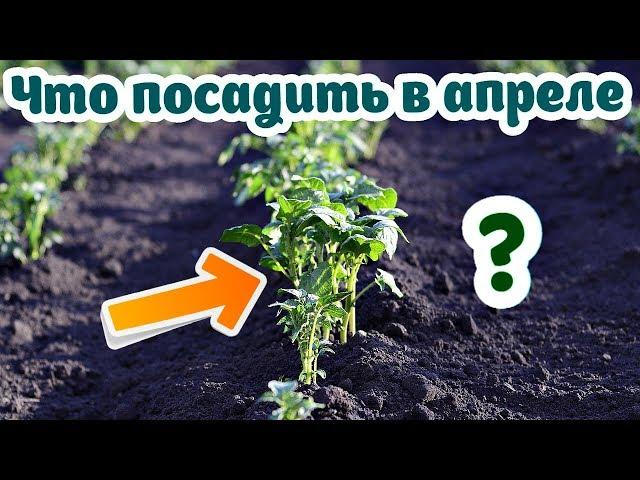 Что посадить на огороде в апреле из овощей и зелени? Апрель посадки на огороде!