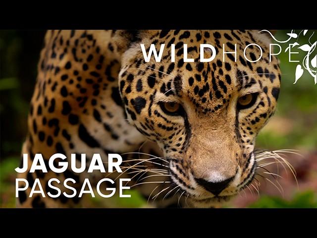 Jaguar Guardians Rally to Protect Belize’s Biggest Cat | WILD HOPE