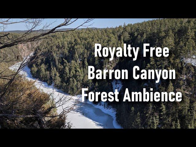 Barron Canyon Forest Ambience || Royalty Free Sound Library