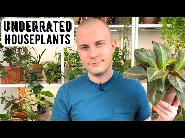 Underrated Houseplants | 2022