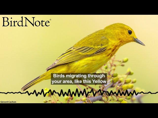 Helping BirdNote Continue Its Journey