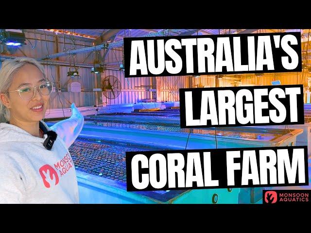 Australia's Largest Coral Farm - Full Tour!