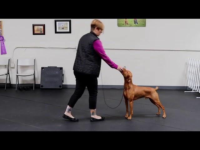 How to teach your show dog to free stack