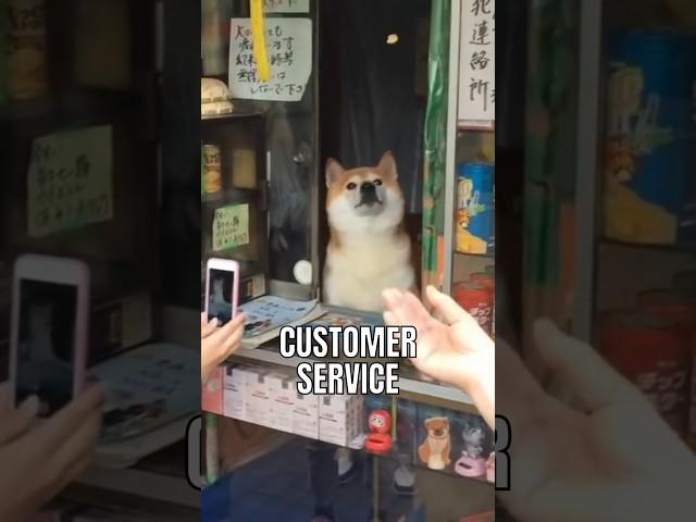 This Shiba Inu runs small shop in Japan! #interesting #facts #dog #cute #doglover #dogfacts