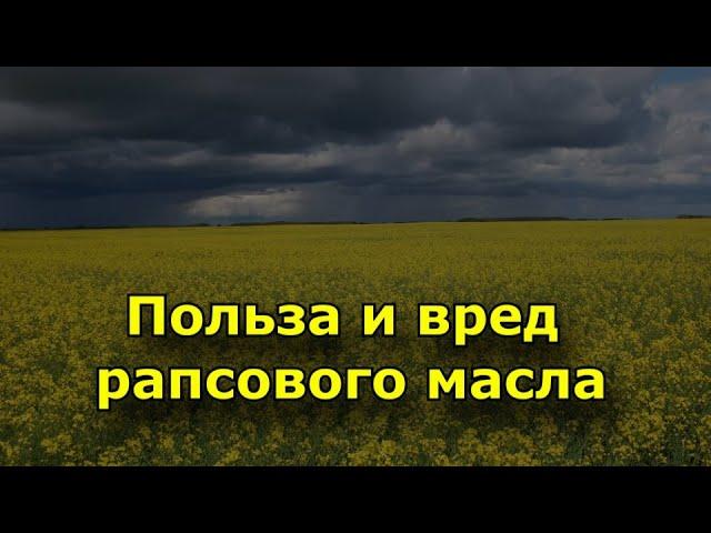 Польза и вред рапсового масла.  Вред рапсового масла