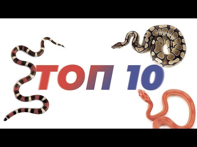 ТОП 10 Змей для содержания дома.