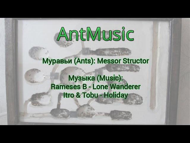 AntMusic #1