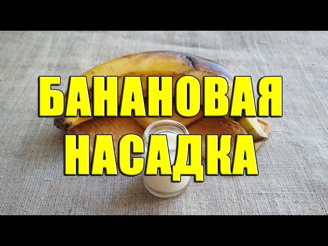 Банановая насадка. Уловистая насадка из банана. Банановое тесто для ловли карпа и карася