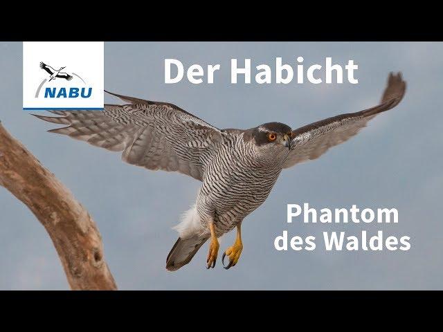 Der Habicht: Vogel des Jahres 2015