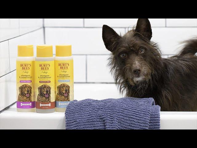 Burt's Bees Dog Shampoo Safe? 2023 Update Review