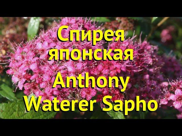 Спирея японская японская Anthony Waterer Sapho. Краткий обзор spiraea japonica Anthony Waterer Sapho