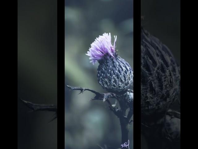 Fun Filters and Fall Photography #nature #photography #autumnvibes  #macrophotography