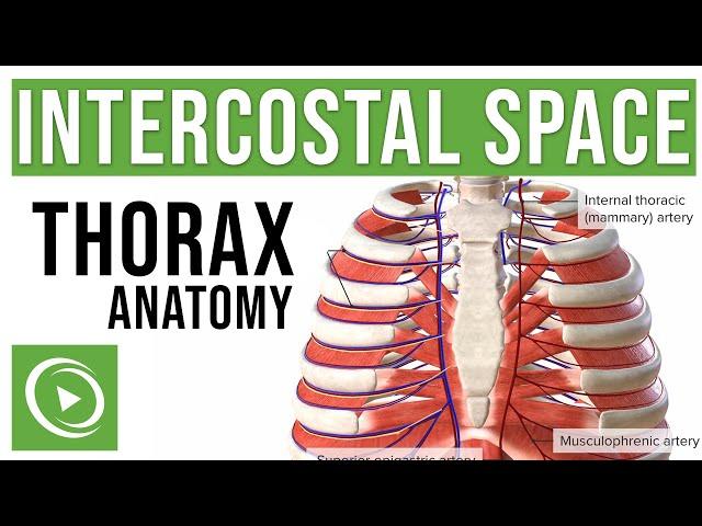 Intercostal Space Anatomy | Lecturio Medical