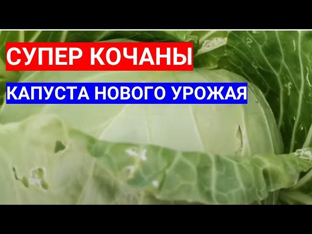 КАПУСТНЫЕ КОЧАНЫ ОБРЫВАЮТ РУКИ - УРОЖАЙ ОШЕЛОМИЛ! МОИ СЕКРЕТЫ ВЫРАЩИВАНИЯ КАПУСТЫ