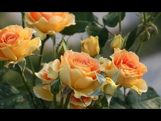 BEST ROSES VARIETIES FLOWERING ALL SUMMER