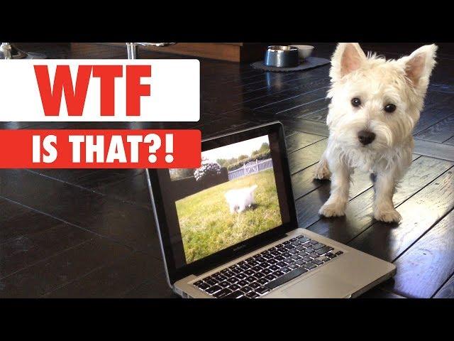 WTF IS THAT?! | Confused Pets Compilation