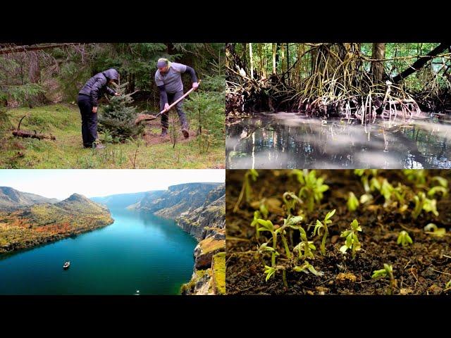 Carbon Forestry | Nature-Based Solutions | Emergent Ventures India