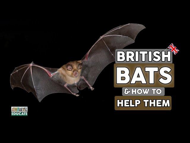 Bats, British Bats and how to Help Them!