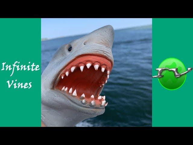 Funniest SHARK PUPPET Vines Compilation And Instagram Videos 2019