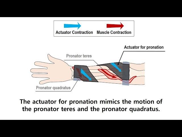 A Lightweight Soft Wearable Sleeve for Rehabilitation of Forearm Pronation and Supination