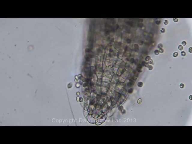 Zoospore Infection - Phytophthora nicotianae